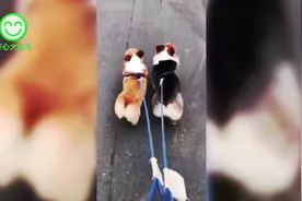 这就是为什么，柯基要养就养两条的原因