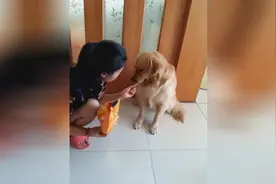 女主人喂金毛薯片，一听主人喊有毒，马上把吃到的薯片吐了出来！