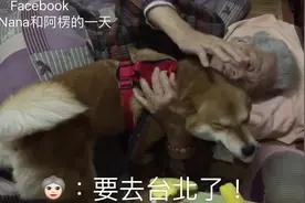 柴犬Nana（奈奈）Nana回奶奶家对着奶奶撒娇 奶奶不舍说要去当台北狗了视频封面