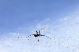 揭秘昆虫越冬术图片