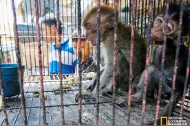 动物诚可爱，自由价更高！图片