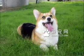 狗几天不吃饭会死 5大原因易致狗不吃饭图片