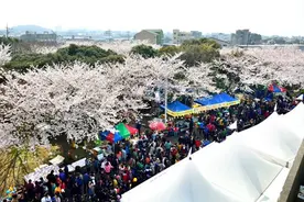 3月樱花来袭 带你去看韩国最美樱花图片