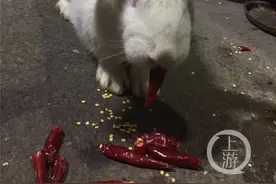 逆天了！这只兔子顿顿吃干辣椒当“开胃菜”图片