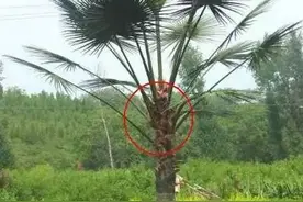 这种苦中带香的赣南农村美味，由于产量低有钱都不一定能买到图片