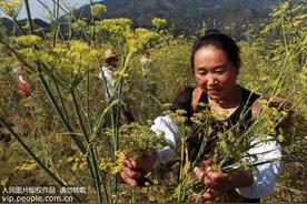 孔乙己知道茴字有四种写法 却未必知道茴香的诸多食疗功效图片