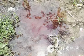 生态委回应阿哈水库附近水体变红：系胭脂红色素且未流入水库图片