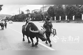 稀奇事 云南文山6岁“牧童”骑牛进城图片