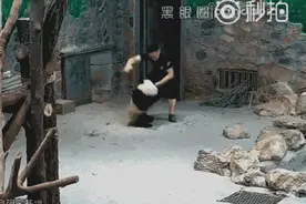 网传成都大熊猫基地滚滚被粗暴扔摔 当事奶爸还原真相图片