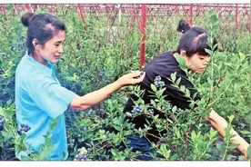 哈尔滨首届蓝莓采摘节开幕图片