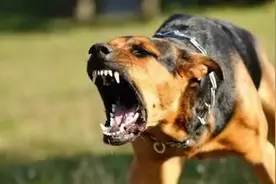 所有人，夏季狂犬频发，遇见流浪狗，请打这个电话！图片