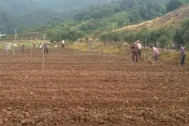 象田300余亩向日葵播种完毕 9月上旬可赏花图片