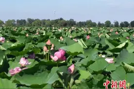 沈阳第十六届新民荷花节启幕 首次推出荷花盛宴图片