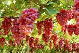 夏季吃上这小小的一颗葡萄 却有惊人养生功效图片