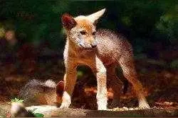 六种近代灭绝的狼种 最后一种最可惜称它为“梦幻之狼”图片