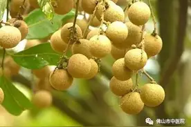 「药师在线」甜滋滋！吃龙眼的时候到了，原来功效都有这些……图片