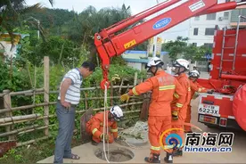 因污水井未盖牛不慎掉入 五指山消防成功救出图片