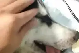 二哈知道自己即将被安乐死，平静跟主人告别，画面让人动容图片