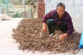 武隆庙垭：大山人空闲 靠山挖药材致富家庭图片
