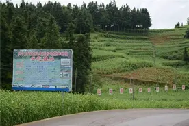 回龙：5000亩藠头价贱难销图片