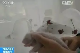 斗智斗勇｜身手敏捷，他从熊猫妈妈身边“偷”走了宝宝，要干啥？图片