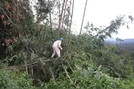 国电投云南国际：缅北巡线人的故事图片