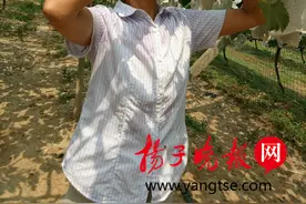 采葡萄为何戴防毒面罩？镇江一养猪场猪粪实在熏人图片