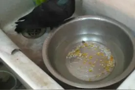 鸽子热晕了，迷失了方向图片