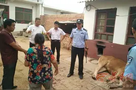 铜川养牛厂给牛上鼻环 受惊吓牛发“疯”了图片