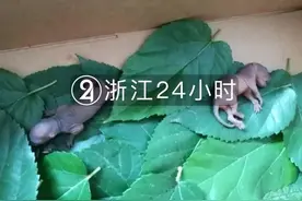 太热？松鼠把宝宝生在西溪湿地办公室地上图片
