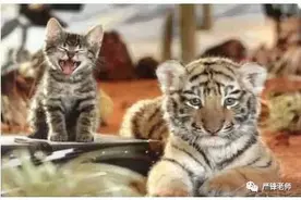 “名师高徒”关系的过去、现在和未来图片