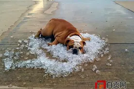 主人，我很怕热！最近可以少遛会儿图片