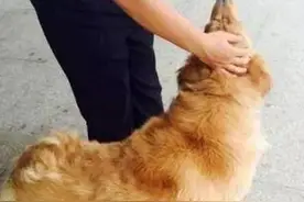 在青岛交警队混吃混喝1个月的萨摩耶找到主人了图片