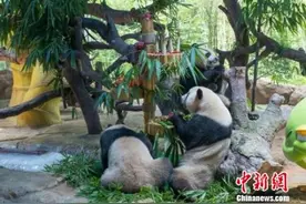 全球唯一大熊猫三胞胎3周岁 5000人开派对庆生图片