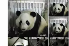 大熊猫美轮美奂回国了，宝宝也要回，美国人民真的很蓝瘦……图片