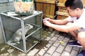 郑州西流湖惊现白狐 工作人员：疑有人放生图片
