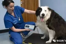 边牧幼犬免疫程序及咳嗽的几种治疗方法图片