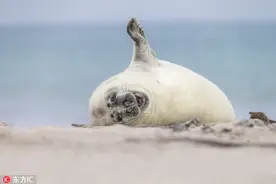 海豹宝宝对镜头招手笑得合不拢嘴图片