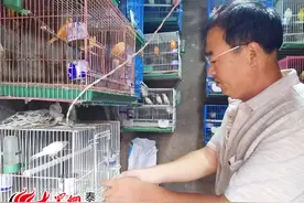 泰安故事丨养鸟30年 一网友家中养了上百只芙蓉鸟图片