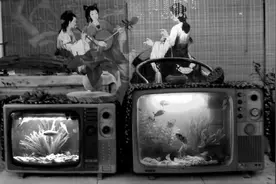 黑白电视机里养金鱼图片