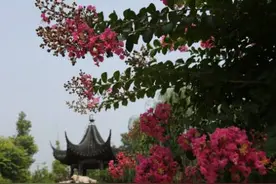 植物百科｜紫薇图片