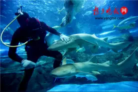 2.6米护士鲨落户海底世界，10岁“海龟帮”来争宠图片
