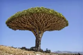 龙血树的“血”凝块，究竟是什么？图片