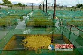 邵东县返乡创业农民坚持十余年养黄鳝终圆致富梦图片