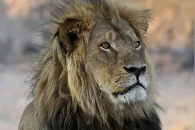 非洲大草原上，又一头雄狮死在了人类的枪口下图片