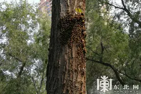 哈尔滨顾乡公园榆树密布虫卵 工作人员逐一喷洒杀虫剂图片