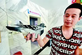 酒店员工捡到迷途信鸽，盼主人早日领回爱宠！图片