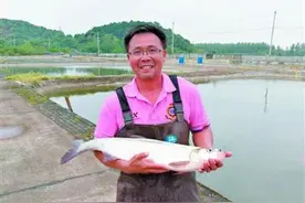 汉产大白刁不再是“贵族鱼”，身价将与鲫鱼鳊鱼差不多图片