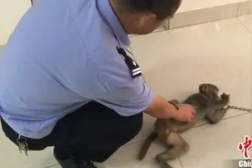 云南富宁男子养猕猴当“萌宠”遭处罚图片