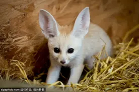 苏格兰耳廓狐宝宝 机灵可爱萌态毕露图片